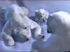 Thumbnail for Polar Bears