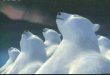 Thumbnail for Polar Bears