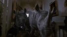 Clip:914;cat:-201 Thumbnail for Rhino & Elephant Stampede