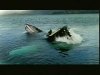 Thumbnail for Whale
