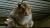 Thumbnail for Hamster