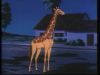 Clip:6057;cat:9001 Thumbnail for Jayna and Zan