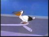 Clip:5667;cat:9001 Thumbnail for Jayna and Zan