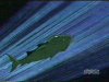 Clip:3329;cat:64 Thumbnail for Beast Boy (Hammerhead Shark)