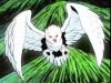 Thumbnail for Snow Bird